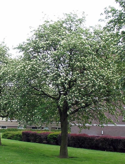 jarzab szwedzki - kwitnace drzewo parkowe